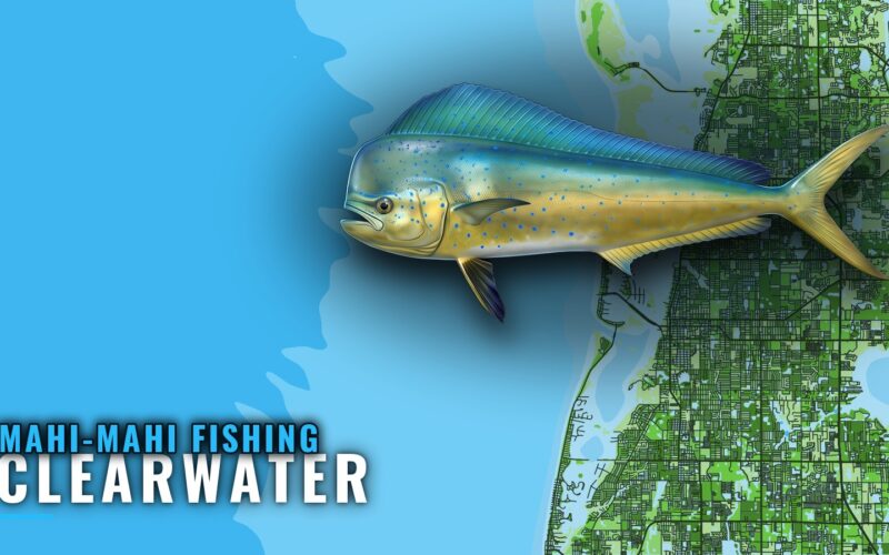 Mahi-mahi fishing out of Clearwater: runs, reefs, trolling