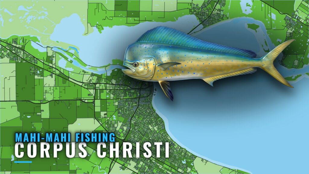 Mahi-mahi Fishing Out of Corpus Christi: Grounds and Season