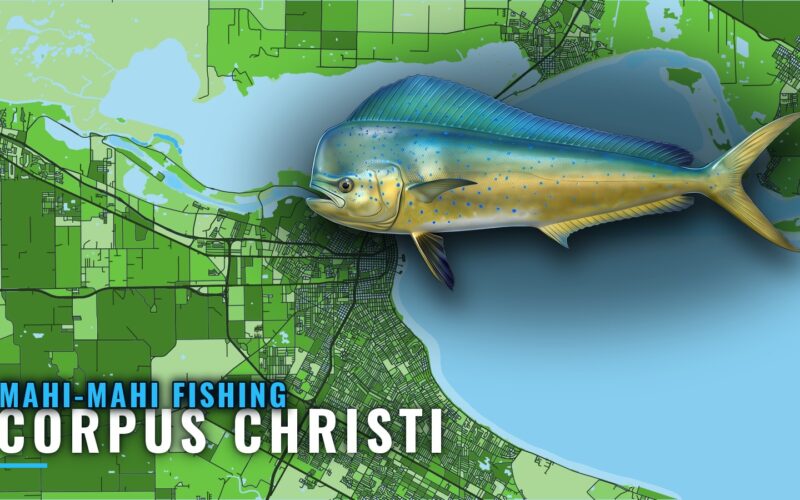 Mahi-mahi Fishing Out of Corpus Christi: Grounds and Season
