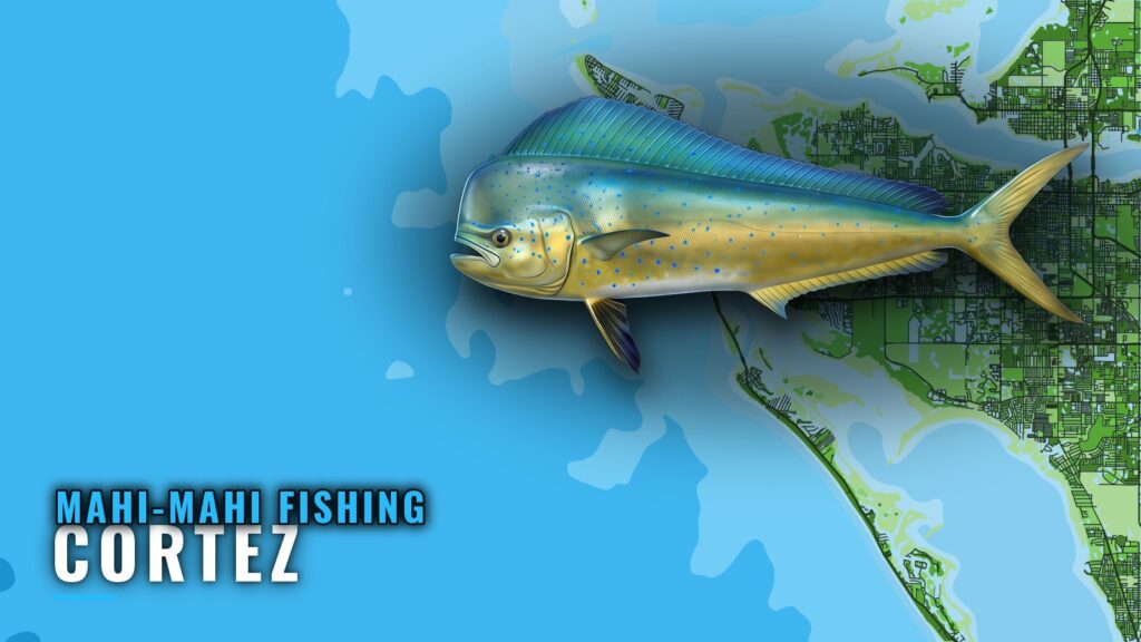Mahi-mahi fishing out of Cortez: grounds and bearings
