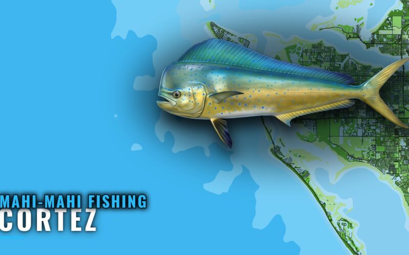 Mahi-mahi fishing out of Cortez: grounds and bearings