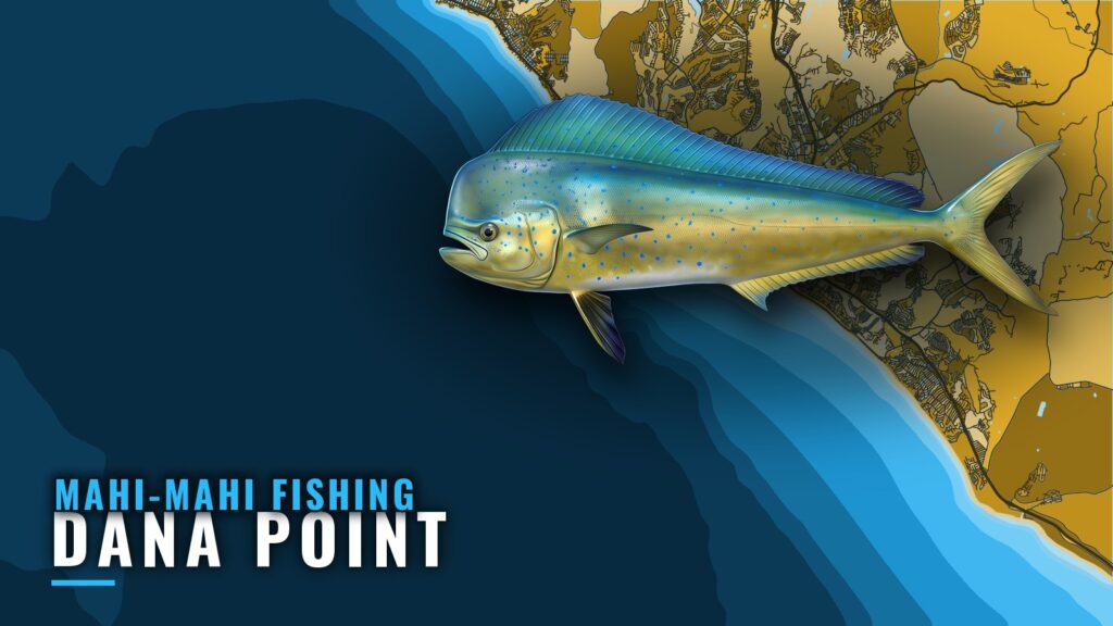 Mahi-mahi Fishing out of Dana Point: Season and Runs