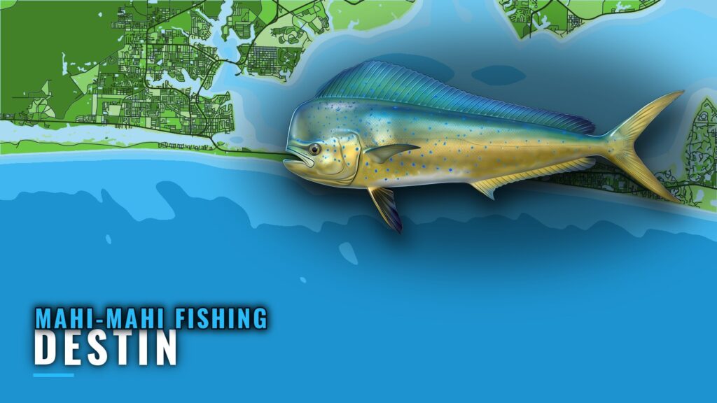Mahi-Mahi Fishing Out of Destin: Grounds, Runs and Season