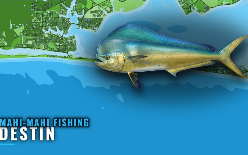 Mahi-Mahi Fishing Out of Destin: Grounds, Runs and Season