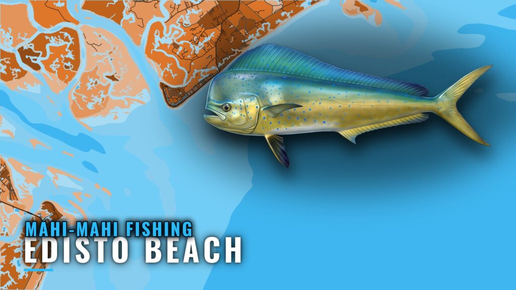 Mahi-mahi fishing out of Edisto Beach: Season, Reefs, Ledge
