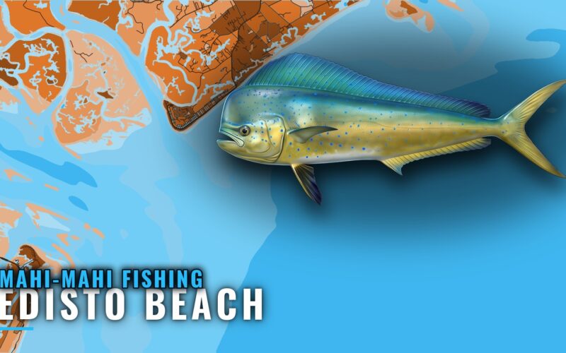 Mahi-mahi fishing out of Edisto Beach: Season, Reefs, Ledge