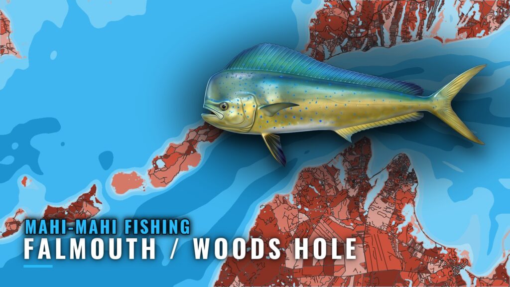 Mahi-Mahi Fishing out of Falmouth / Woods Hole, MA