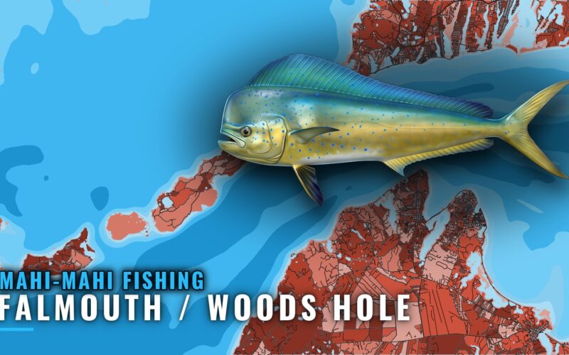Mahi-Mahi Fishing out of Falmouth / Woods Hole, MA