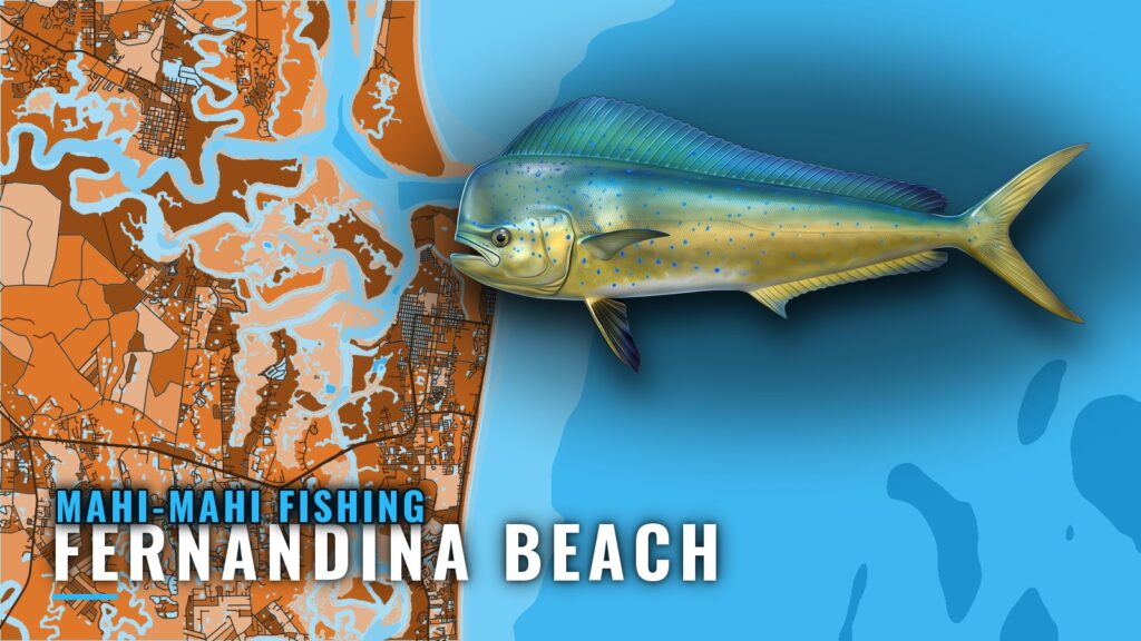 Mahi-mahi fishing out of Fernandina Beach: Runs and Grounds