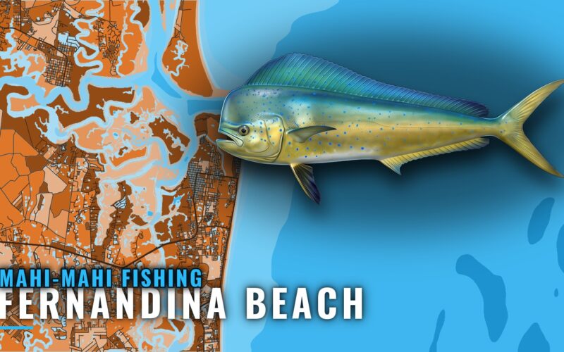 Mahi-mahi fishing out of Fernandina Beach: Runs and Grounds