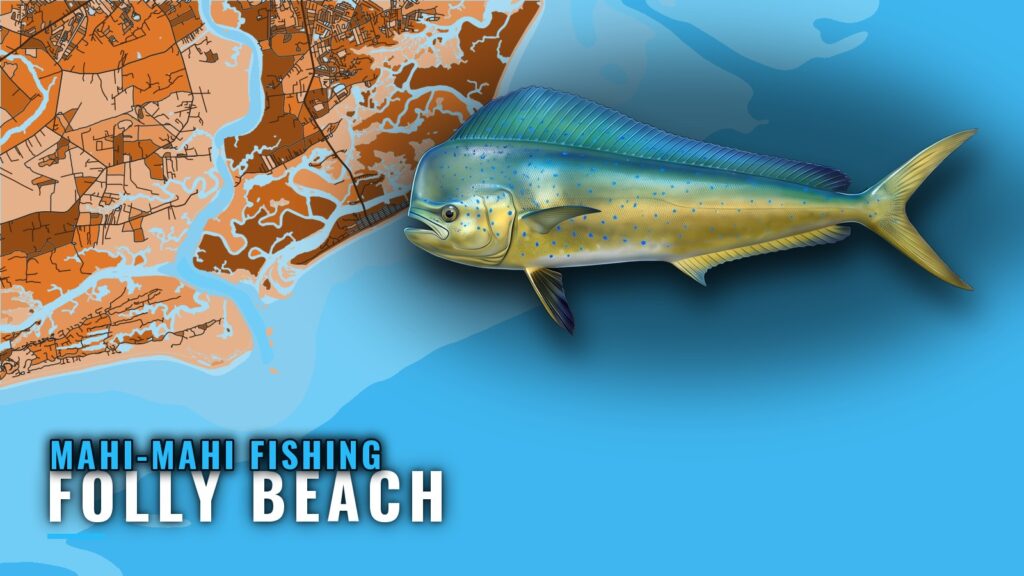 Mahi-mahi fishing out of Folly Beach: runs, reefs, season