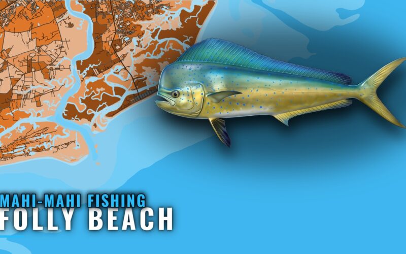 Mahi-mahi fishing out of Folly Beach: runs, reefs, season