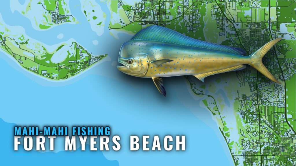 Mahi-mahi fishing out of Fort Myers Beach: reefs and runs