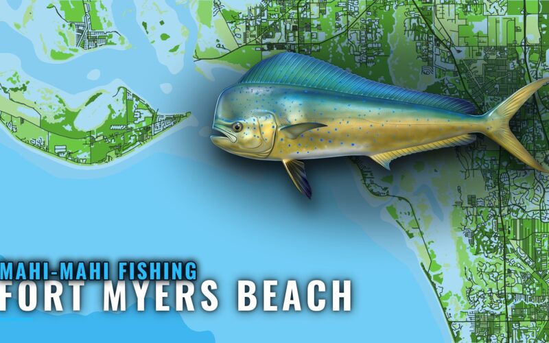Mahi-mahi fishing out of Fort Myers Beach: reefs and runs