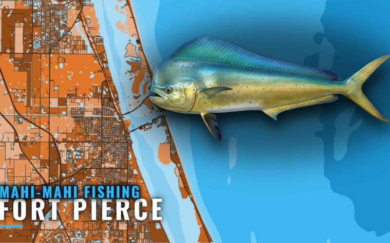 Mahi-Mahi Fishing out of Fort Pierce: Season and Grounds