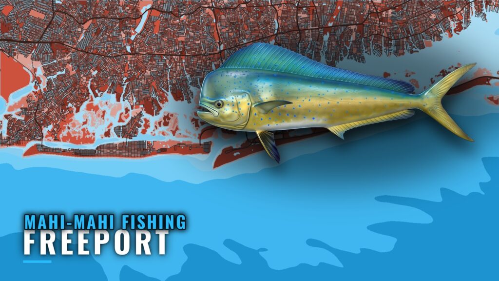 Mahi-mahi fishing out of Freeport: runs, season, charters
