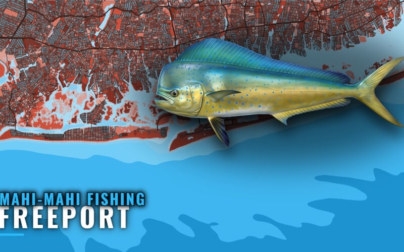 Mahi-mahi fishing out of Freeport: runs, season, charters
