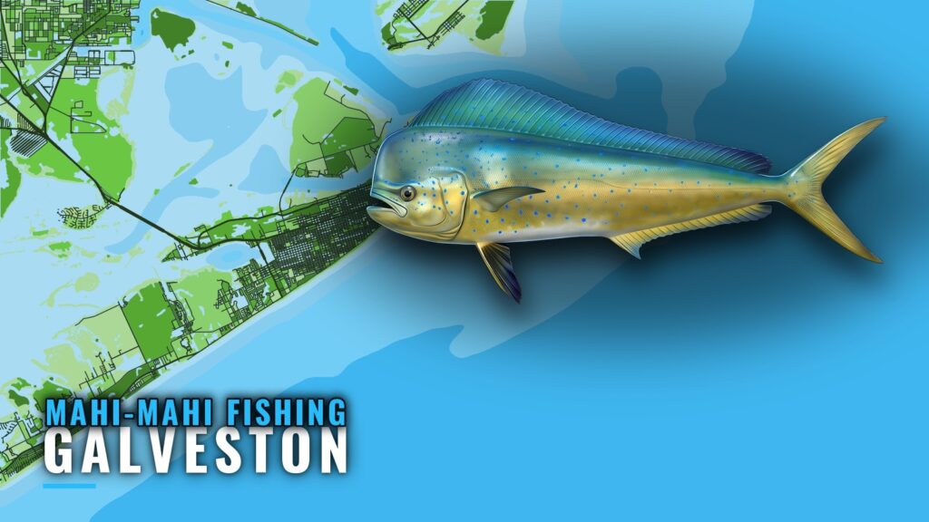 Mahi-mahi fishing out of Galveston: runs, rigs and season