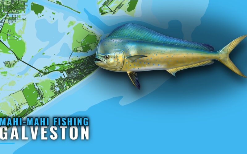 Mahi-mahi fishing out of Galveston: runs, rigs and season