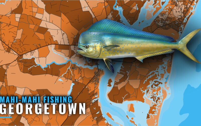 Mahi-mahi Fishing Out of Georgetown, SC: Season and Grounds