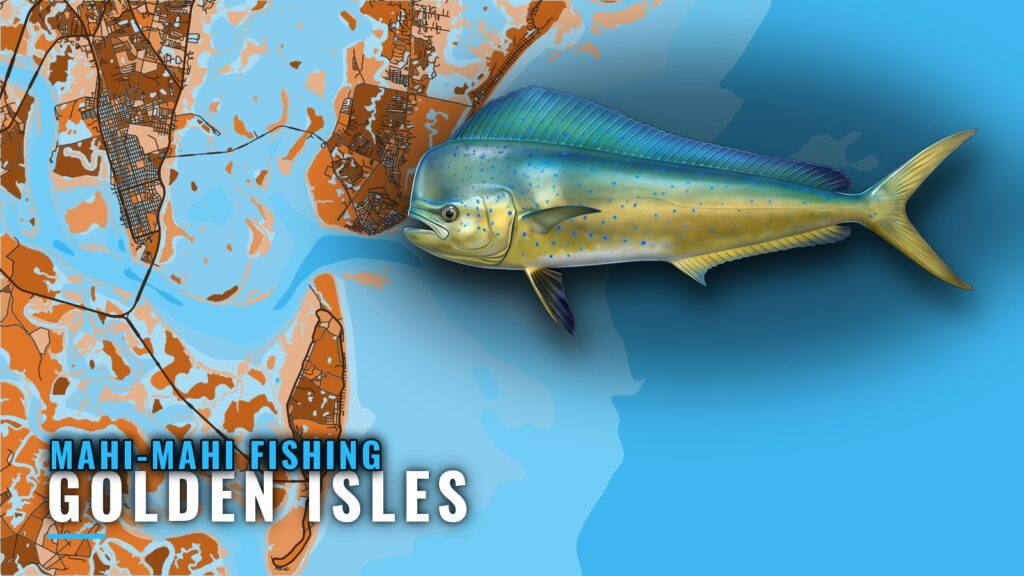 Mahi-mahi fishing out of Golden Isles: grounds and runs