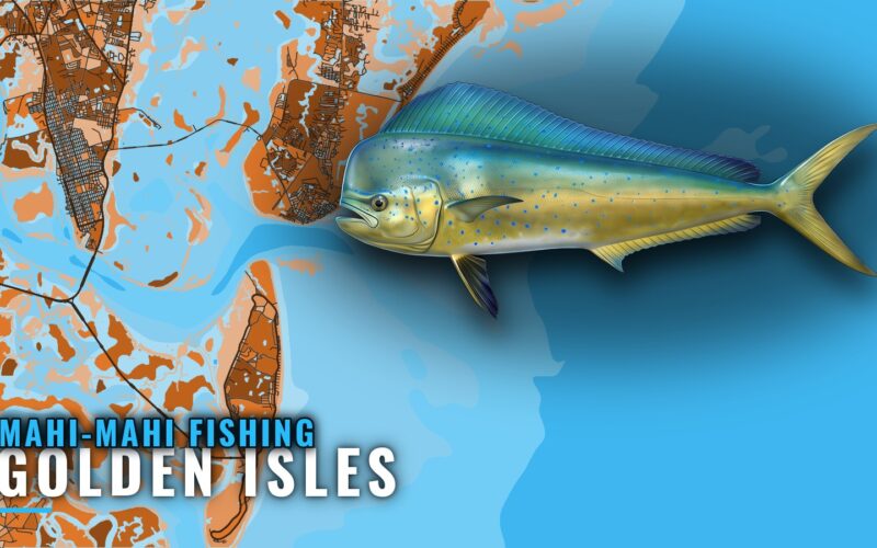 Mahi-mahi fishing out of Golden Isles: grounds and runs