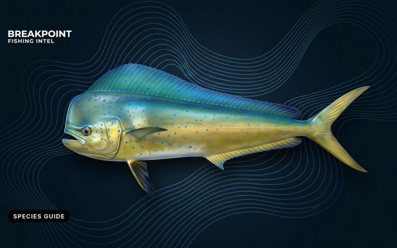 Mahi-Mahi Fishing Guide: Find, Catch and Keep Them Legally