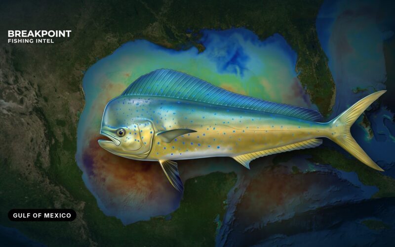 Mahi-Mahi Fishing in the Gulf of Mexico: Water, Rigs, Rules