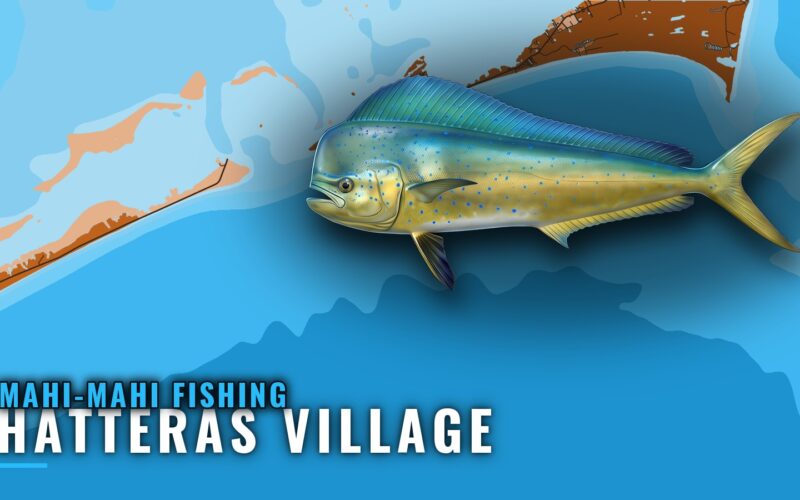 Mahi-mahi Fishing Out of Hatteras Village: Port Guide