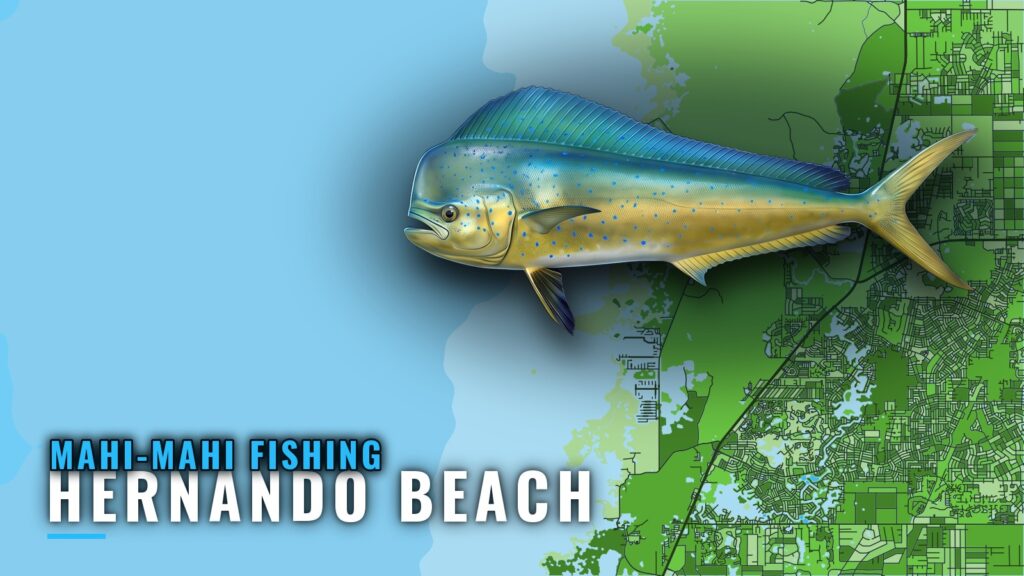 Mahi-mahi Fishing out of Hernando Beach: Depths and Reefs