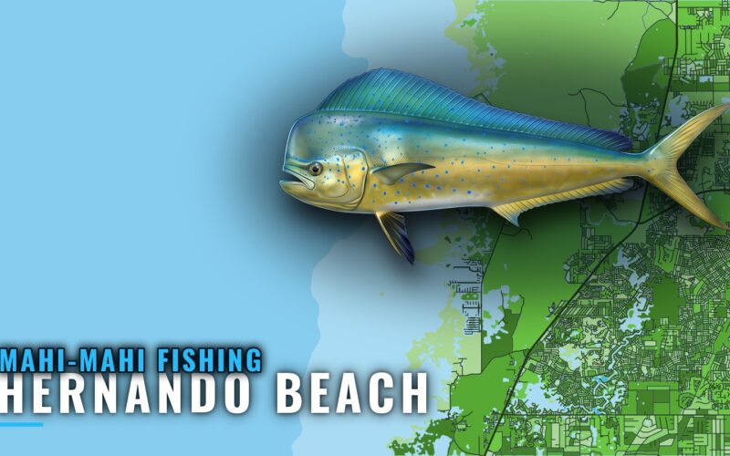Mahi-mahi Fishing out of Hernando Beach: Depths and Reefs