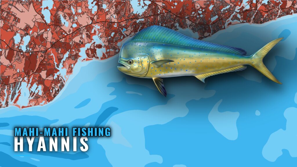 Mahi-Mahi Fishing Out of Hyannis: Canyons, Shoals, Charters