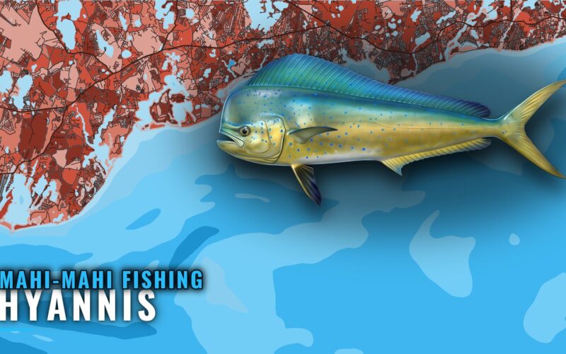 Mahi-Mahi Fishing Out of Hyannis: Canyons, Shoals, Charters