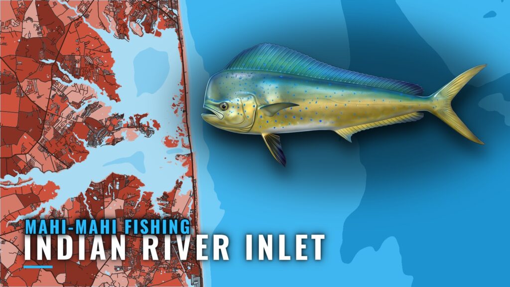 Mahi-Mahi Fishing Out of Indian River Inlet, Delaware