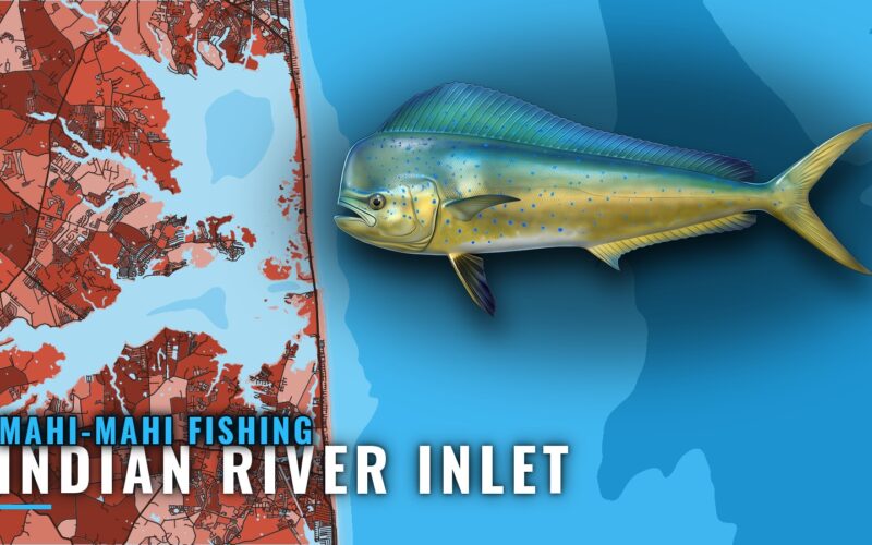 Mahi-Mahi Fishing Out of Indian River Inlet, Delaware