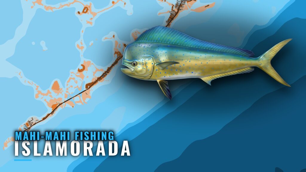 Mahi-mahi fishing out of Islamorada: season, Hump, charters