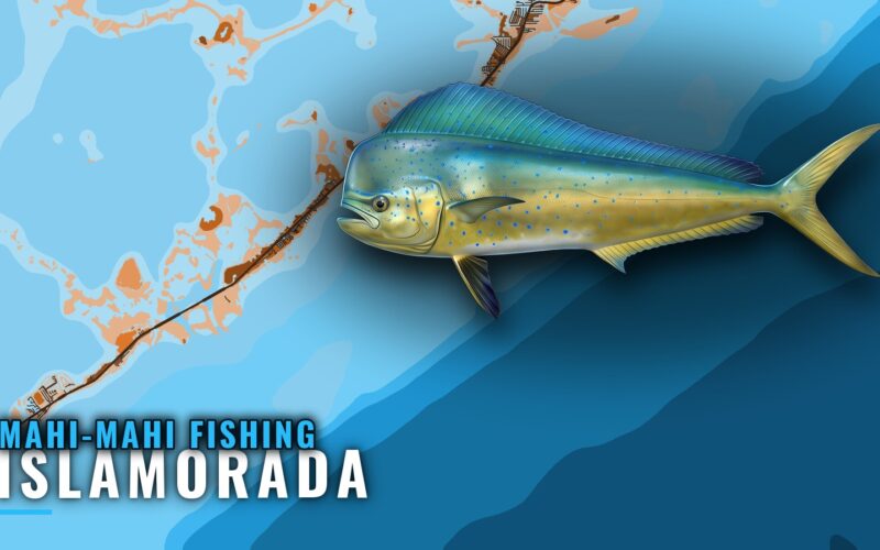 Mahi-mahi fishing out of Islamorada: season, Hump, charters