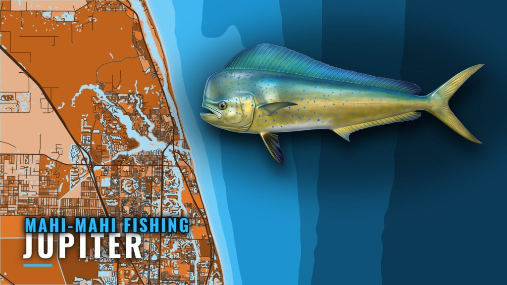 Mahi-mahi fishing out of Jupiter: depths, marks and baits
