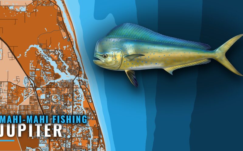 Mahi-mahi fishing out of Jupiter: depths, marks and baits