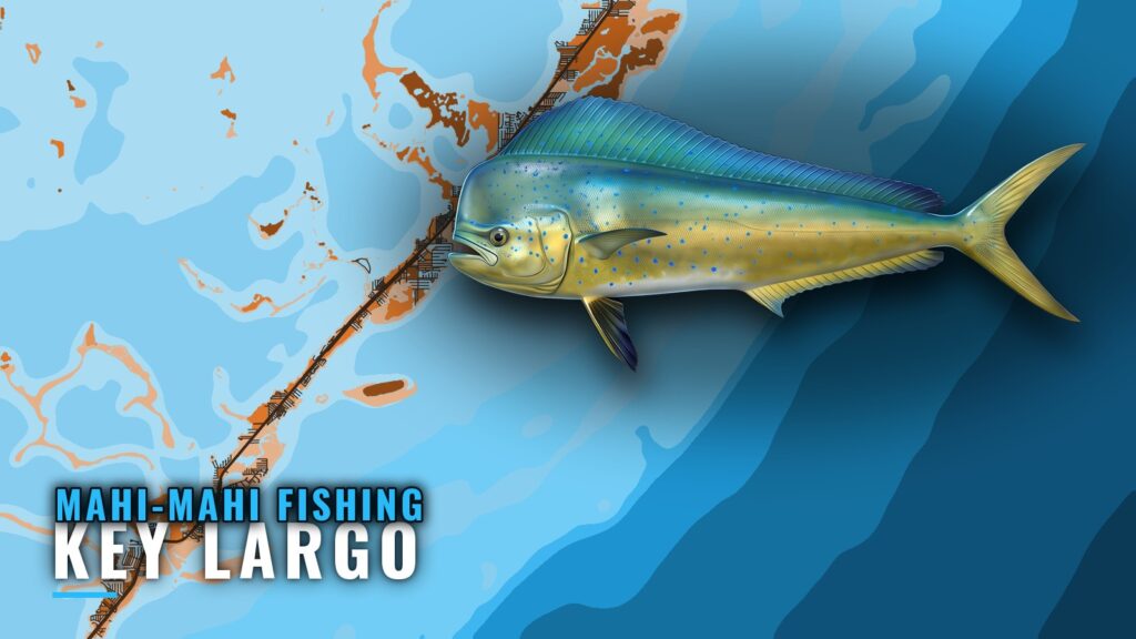 Mahi-Mahi Fishing Out of Key Largo: Season, Wrecks, Rules