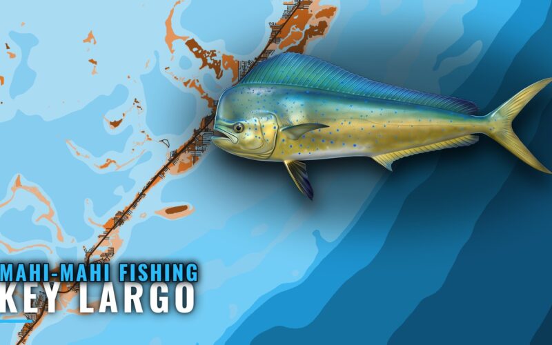 Mahi-Mahi Fishing Out of Key Largo: Season, Wrecks, Rules