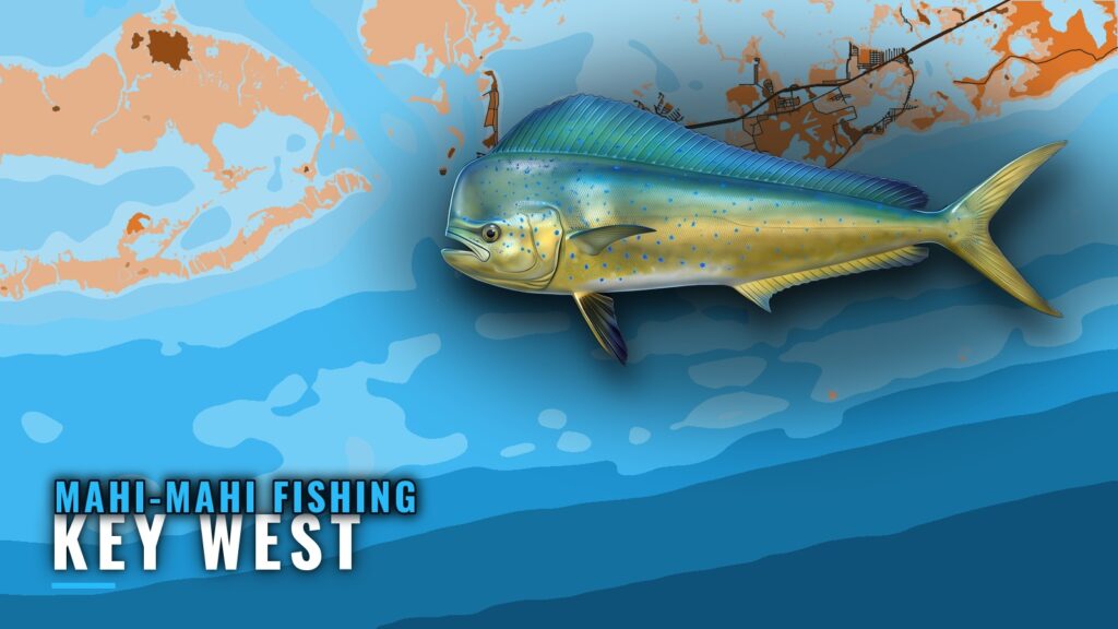 Mahi-mahi fishing out of Key West: grounds, charters, rules