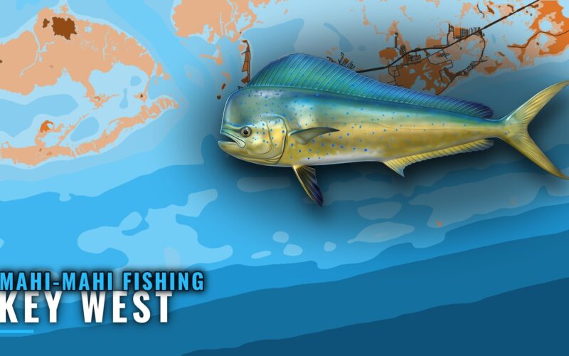 Mahi-mahi fishing out of Key West: grounds, charters, rules