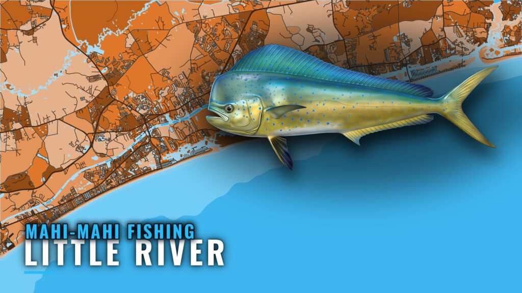 Mahi-mahi fishing out of Little River: Season and Grounds