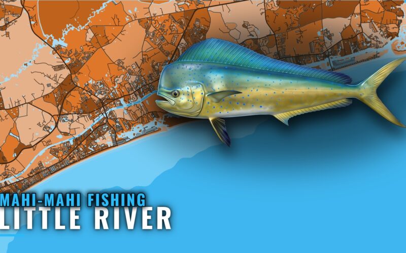 Mahi-mahi fishing out of Little River: Season and Grounds