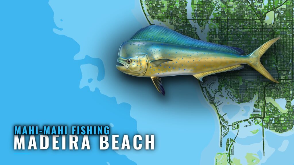 Mahi-mahi fishing out of Madeira Beach: depths and grounds