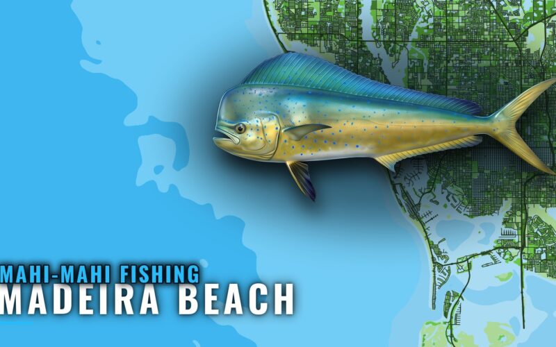 Mahi-mahi fishing out of Madeira Beach: depths and grounds