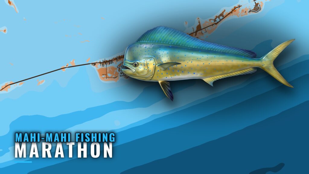 Mahi-Mahi Fishing Out of Marathon: Season, Grounds, Runs