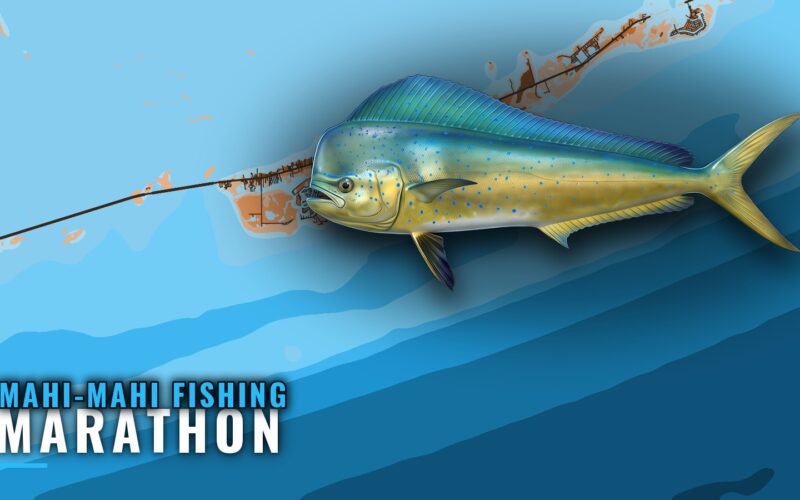 Mahi-Mahi Fishing Out of Marathon: Season, Grounds, Runs