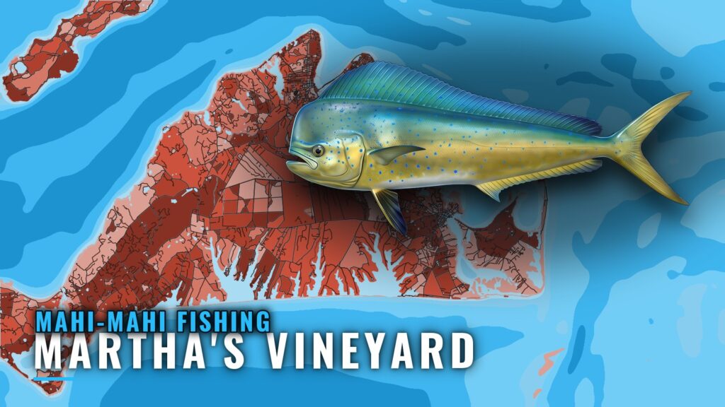 Mahi-mahi Fishing out of Martha’s Vineyard: When and Where